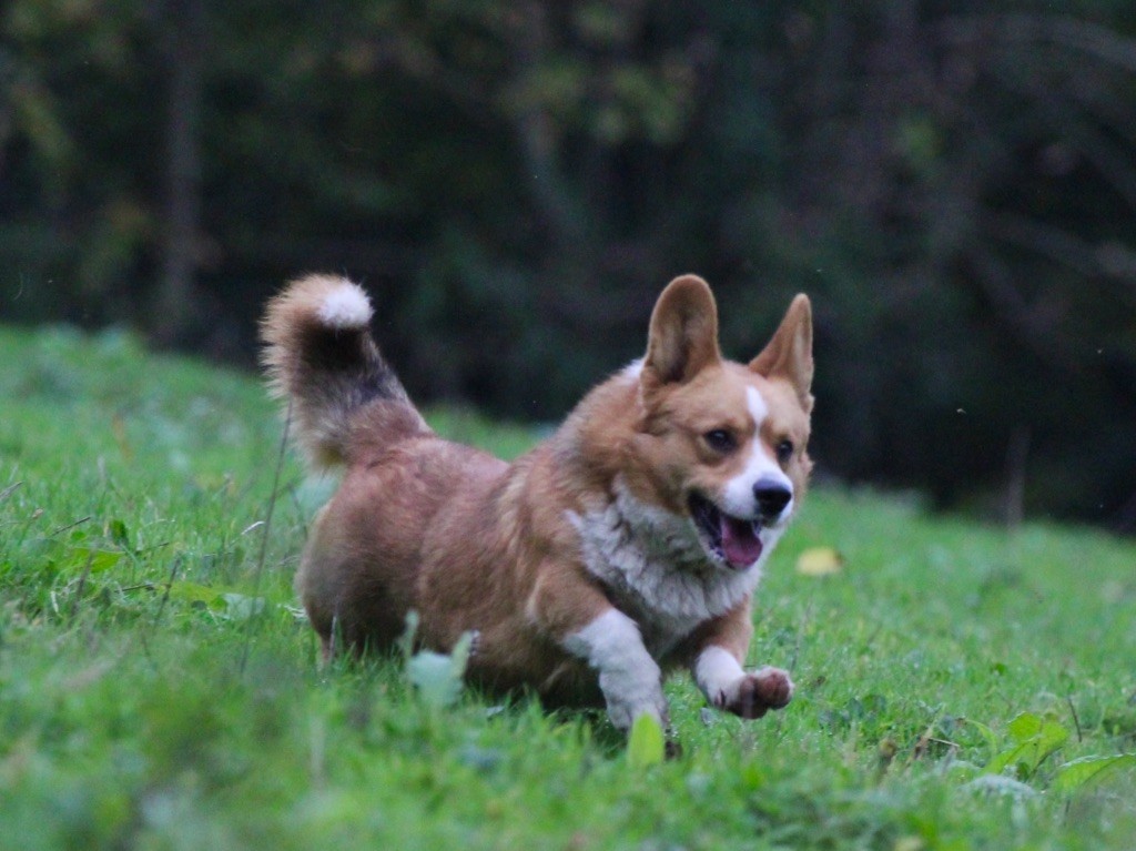 Les Welsh Corgi Cardigan de l'affixe De La Cour Des Iles