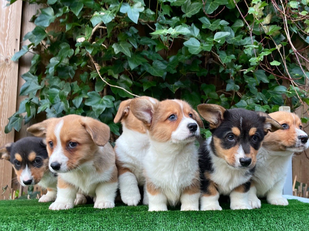 chiot Welsh Corgi Cardigan De La Cour Des Iles