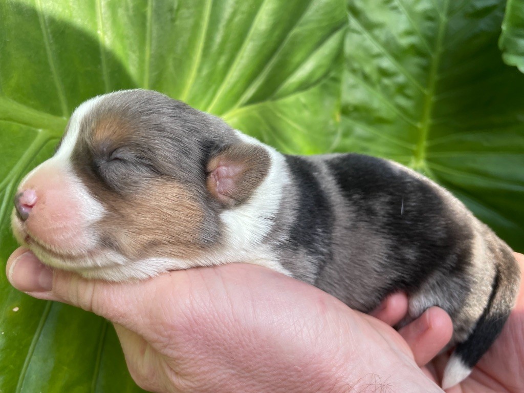 De La Cour Des Iles - Chiot disponible  - Welsh Corgi Cardigan