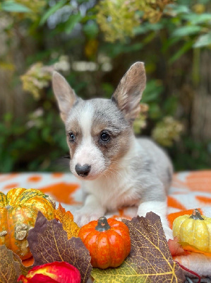 De La Cour Des Iles - Welsh Corgi Cardigan - Portée née le 10/08/2024