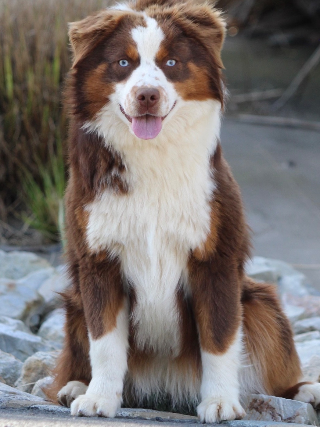 Vendetta du pic d’espade