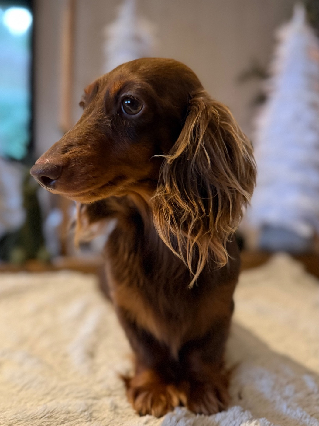 LITTL FUT ROYAL COFFEE (Sans Affixe)