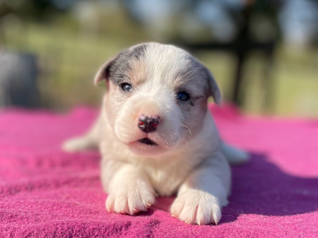 De La Cour Des Iles - Chiots disponibles - Welsh Corgi Cardigan