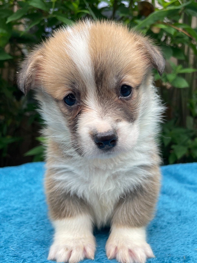 De La Cour Des Iles - Chiots disponibles - Welsh Corgi Pembroke