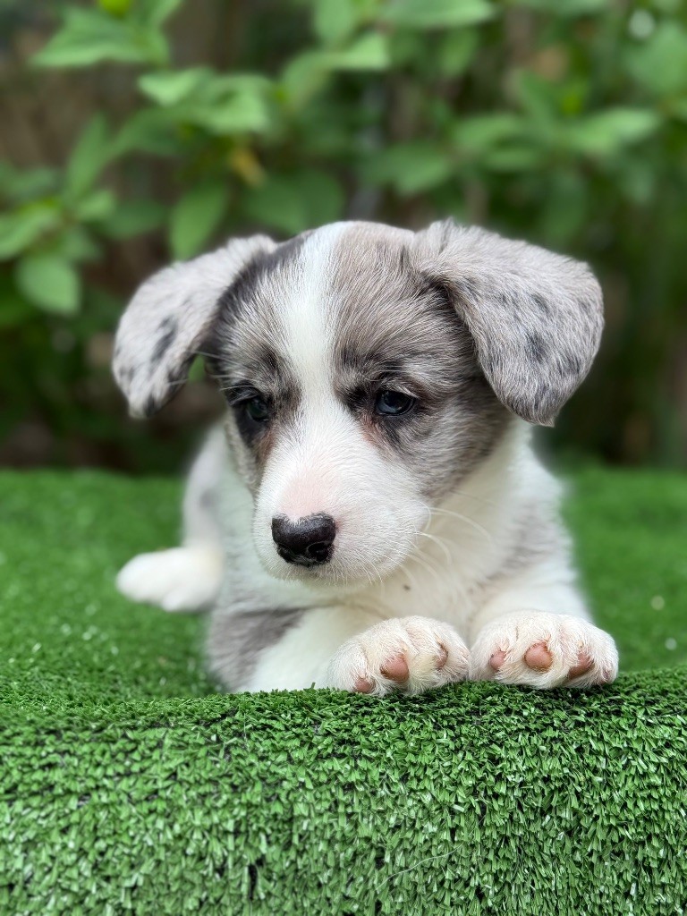 De La Cour Des Iles - Chiots disponibles - Welsh Corgi Cardigan
