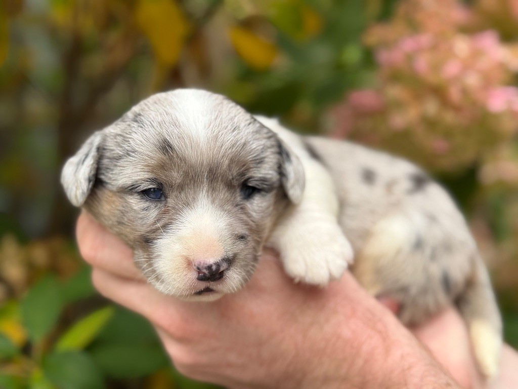 De La Cour Des Iles - Chiots disponibles - Welsh Corgi Cardigan