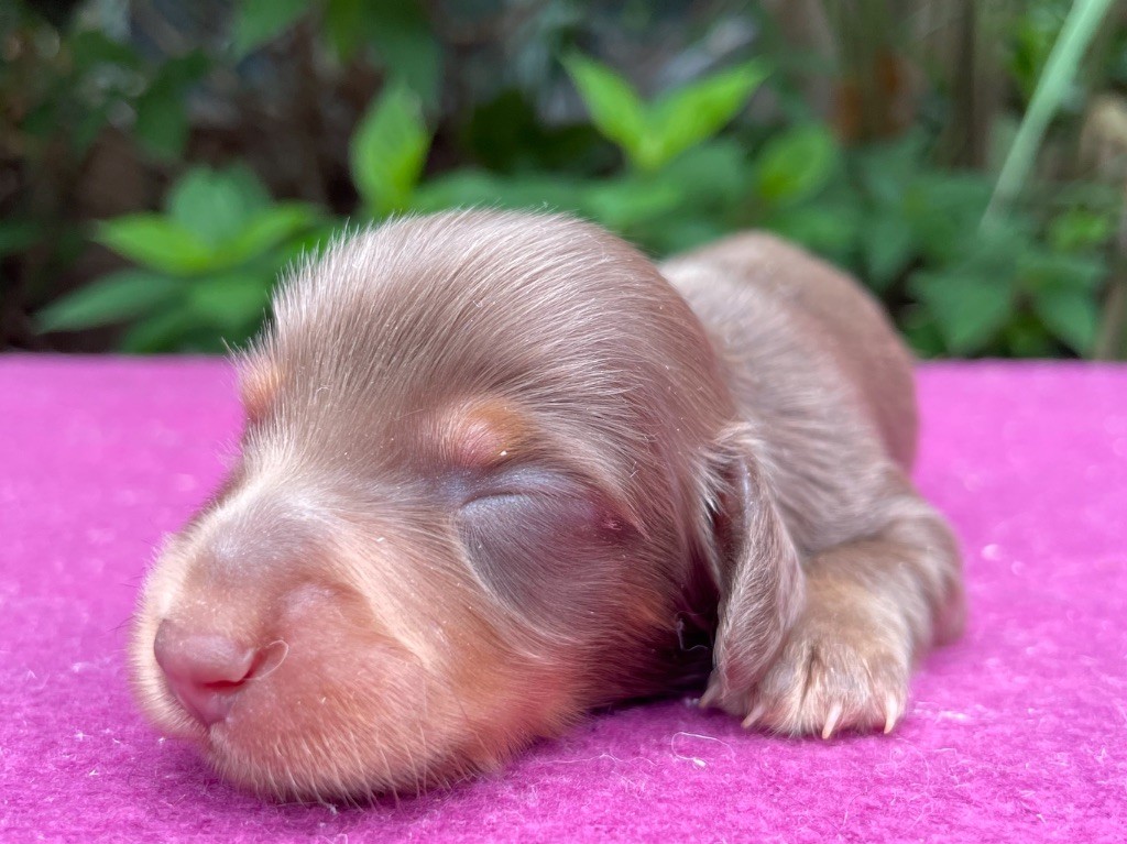 De La Cour Des Iles - Chiots disponibles - Teckel poil long