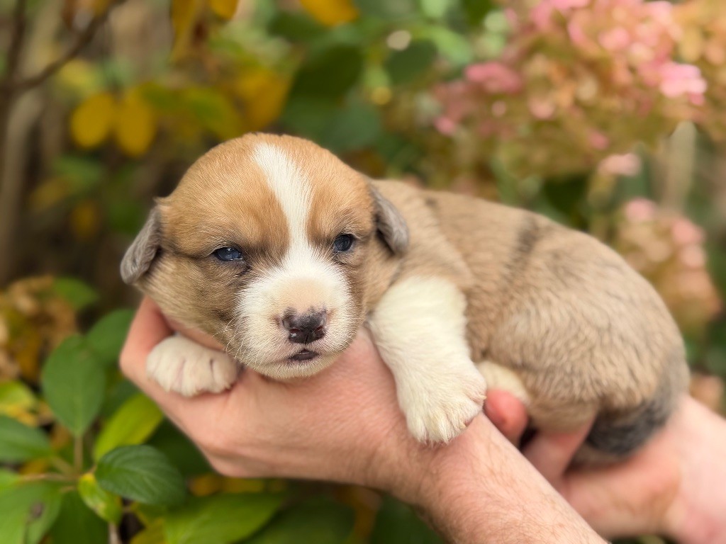 De La Cour Des Iles - Chiots disponibles - Welsh Corgi Cardigan