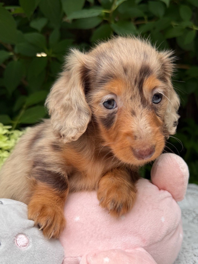 De La Cour Des Iles - Chiots disponibles - Teckel poil long