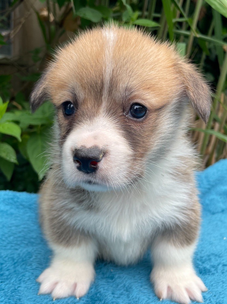 De La Cour Des Iles - Chiots disponibles - Welsh Corgi Pembroke