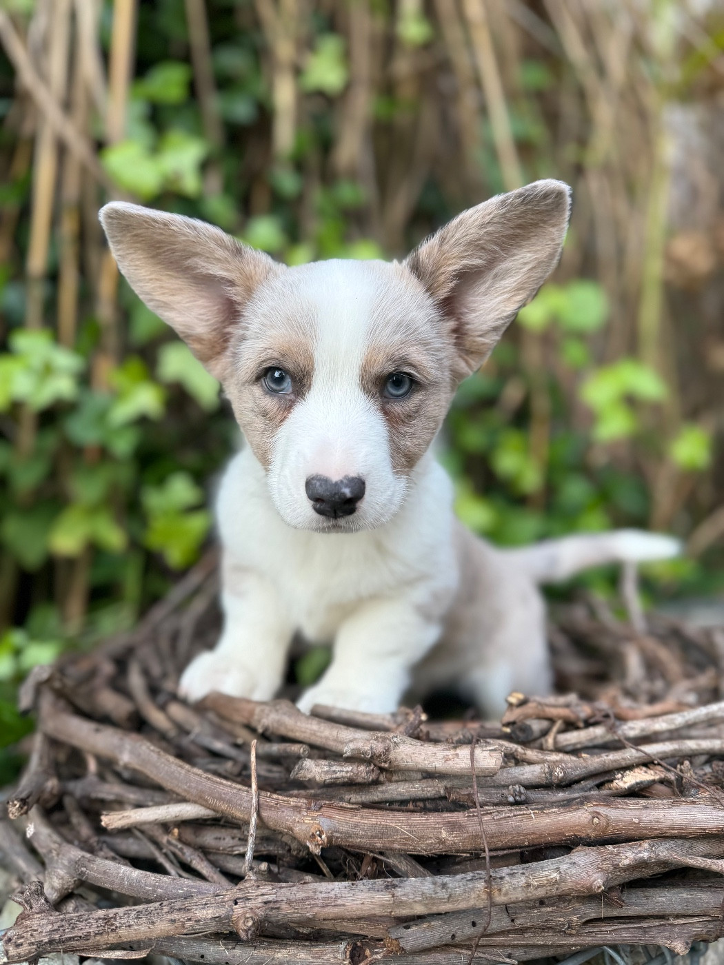 De La Cour Des Iles - Chiots disponibles - Welsh Corgi Cardigan