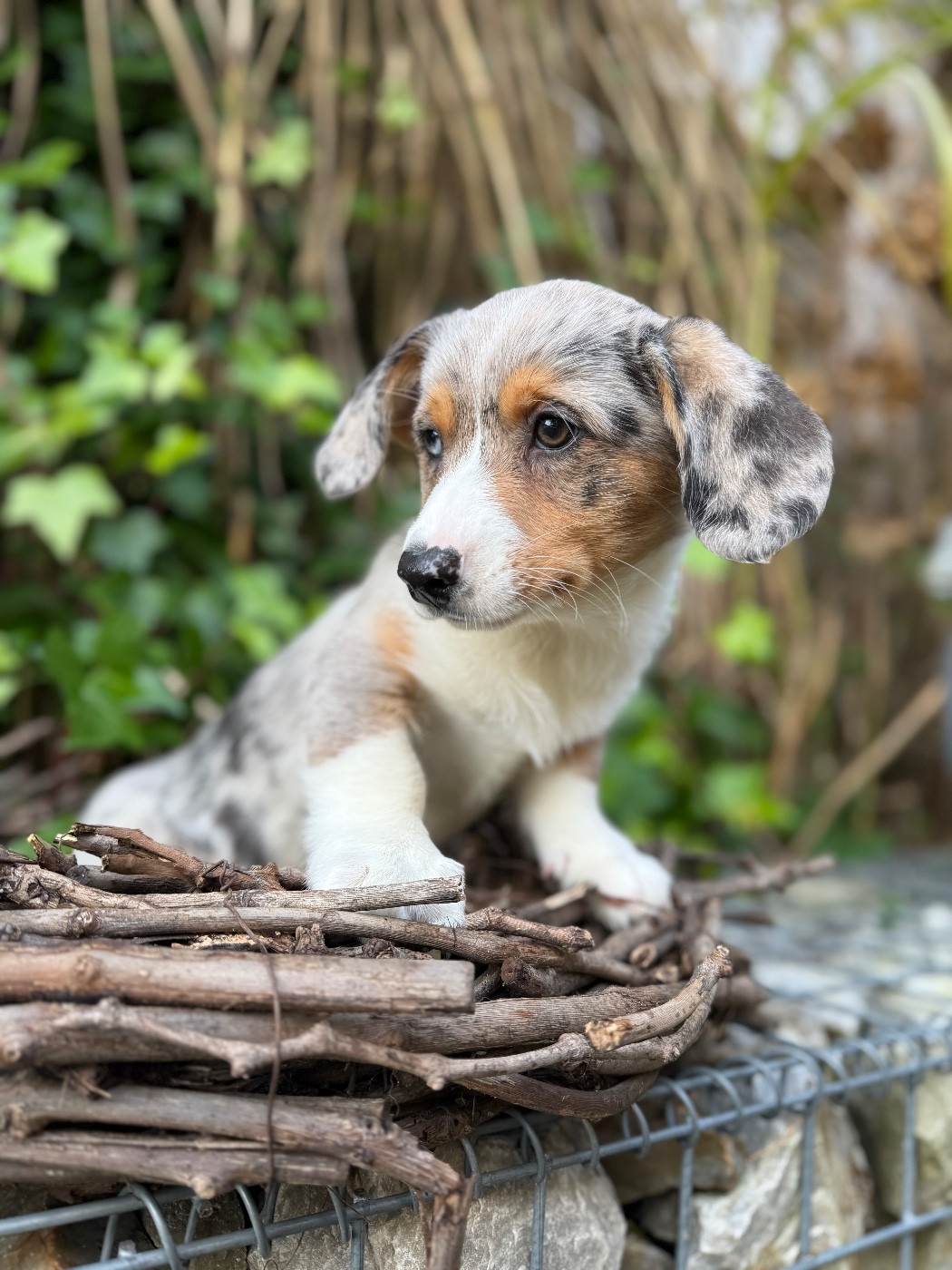 De La Cour Des Iles - Chiots disponibles - Welsh Corgi Cardigan