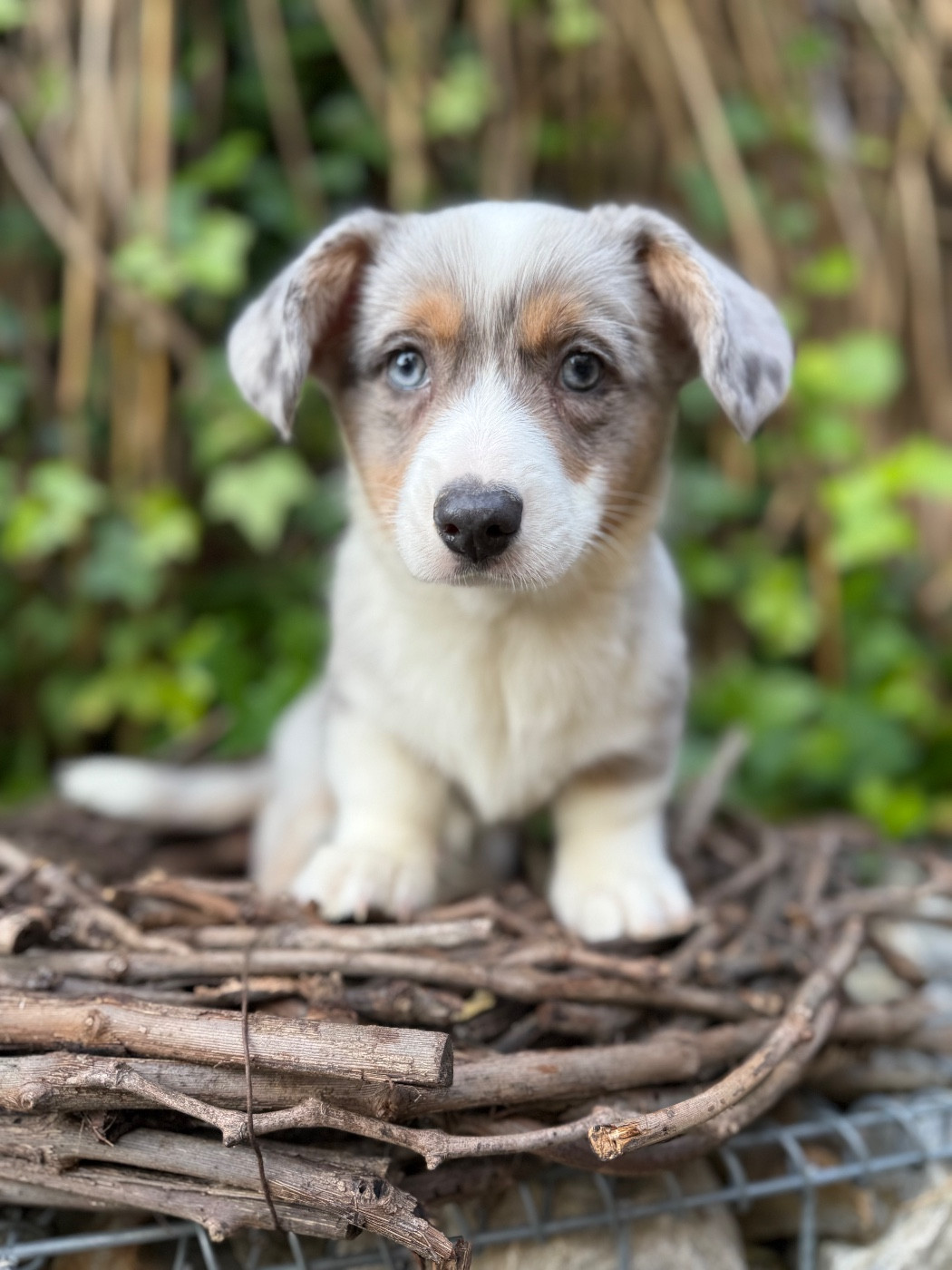 De La Cour Des Iles - Chiots disponibles - Welsh Corgi Cardigan