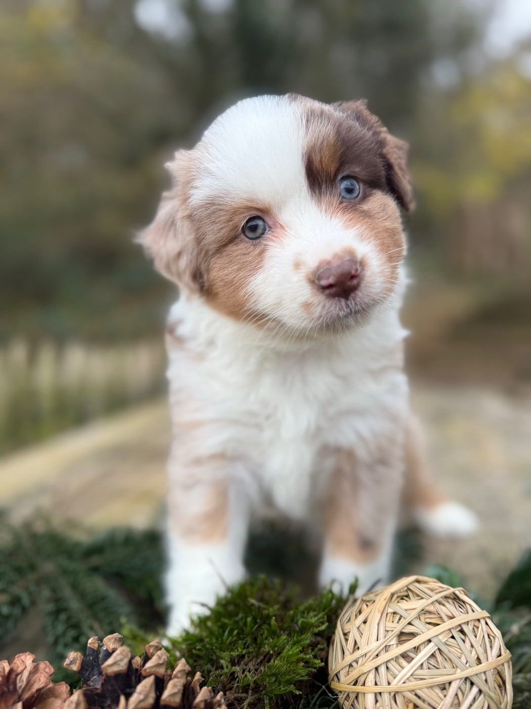 De La Cour Des Iles - Chiots disponibles - Berger Américain Miniature 