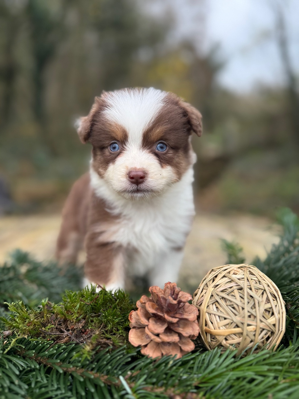 De La Cour Des Iles - Chiots disponibles - Berger Américain Miniature 