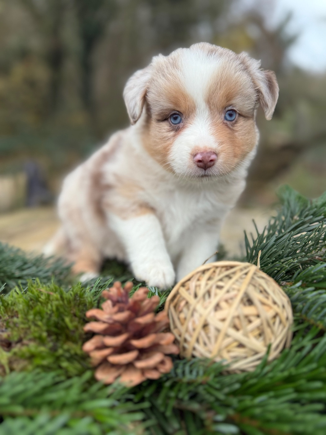 De La Cour Des Iles - Chiots disponibles - Berger Américain Miniature 