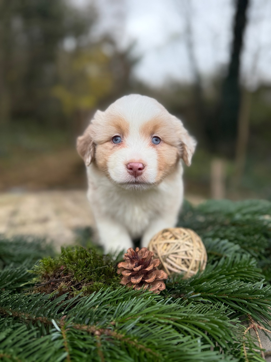 De La Cour Des Iles - Chiots disponibles - Berger Américain Miniature 