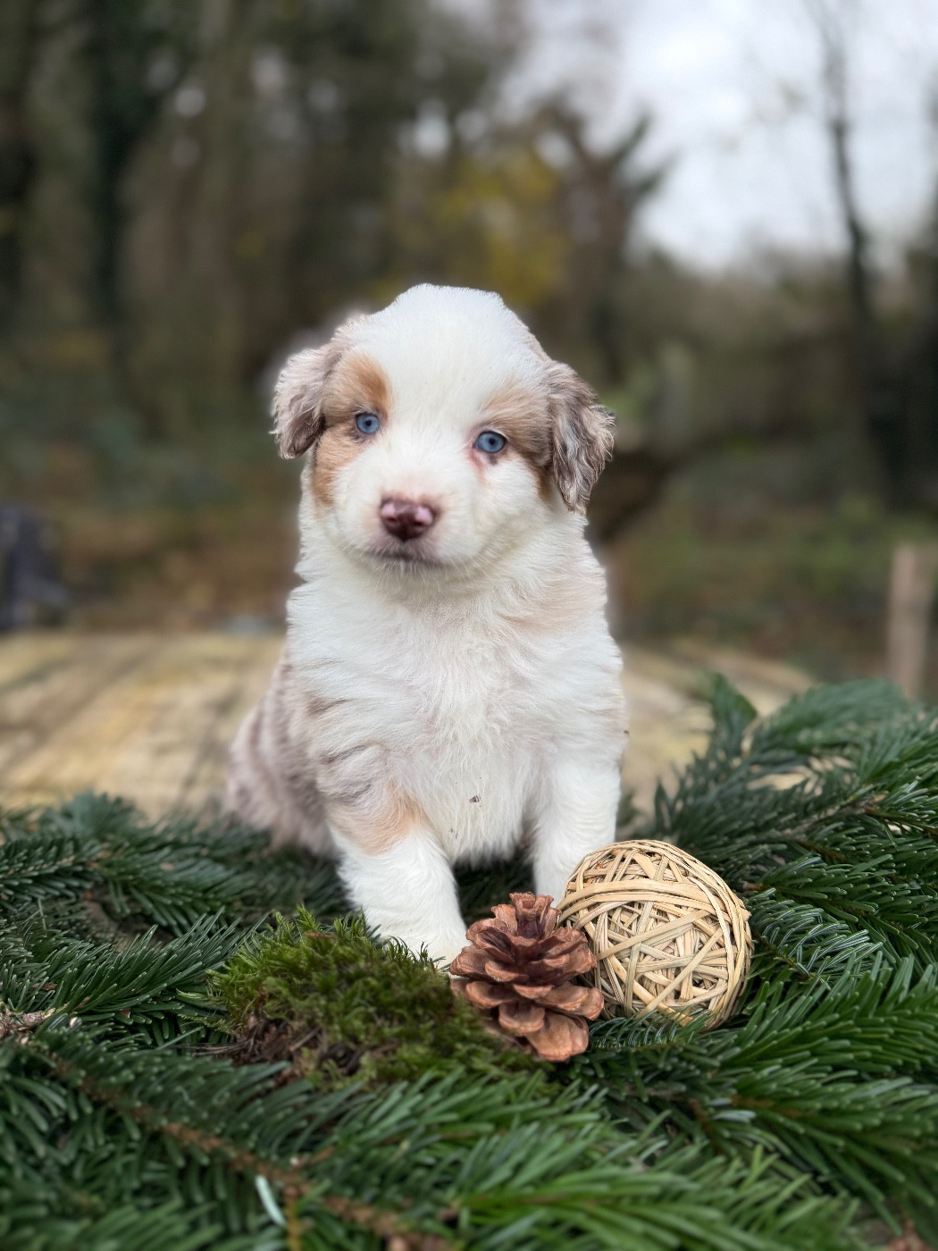 De La Cour Des Iles - Chiots disponibles - Berger Américain Miniature 