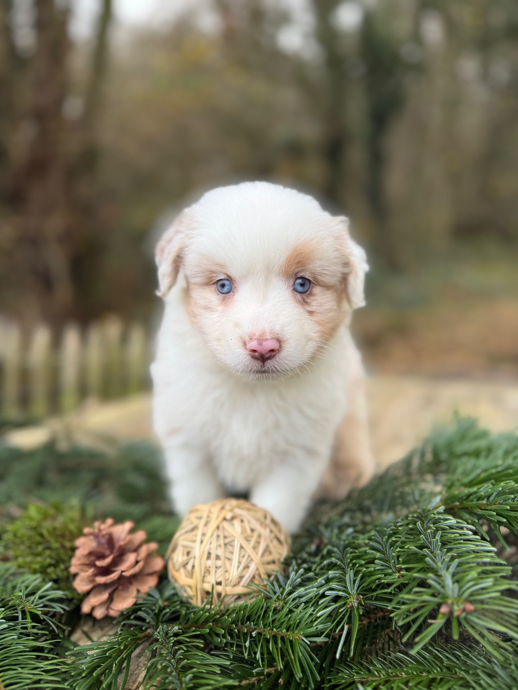 De La Cour Des Iles - Chiots disponibles - Berger Américain Miniature 