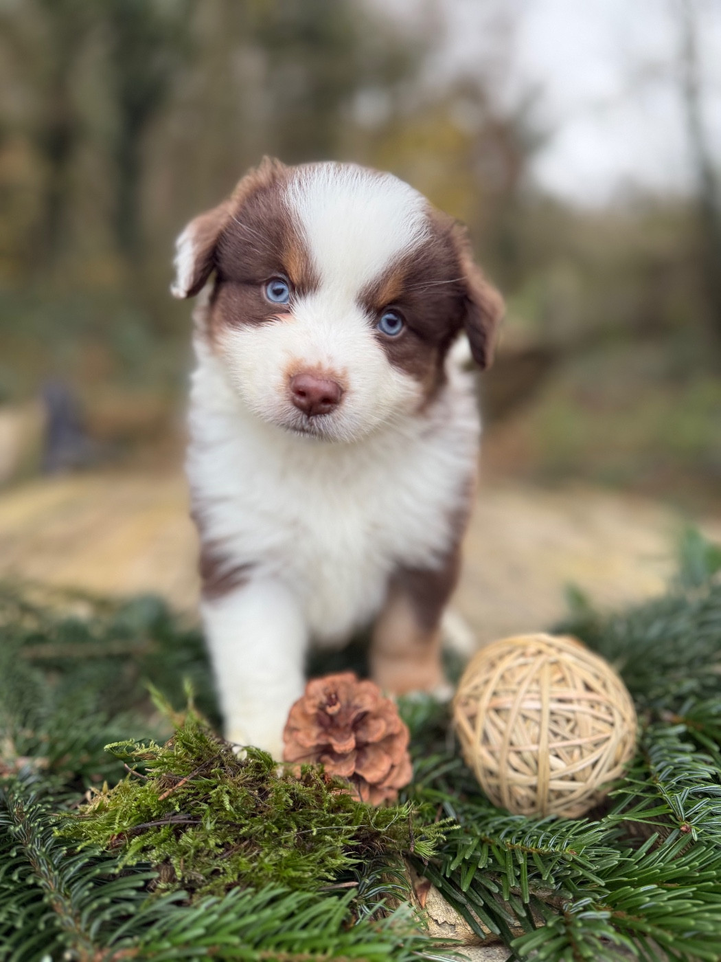 De La Cour Des Iles - Chiots disponibles - Berger Américain Miniature 
