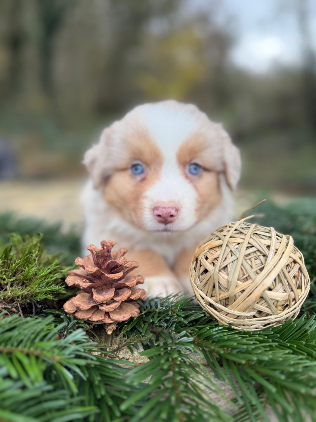 De La Cour Des Iles - Chiots disponibles - Berger Américain Miniature 