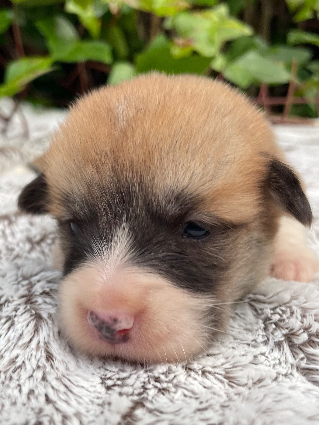 De La Cour Des Iles - Chiots disponibles - Welsh Corgi Pembroke