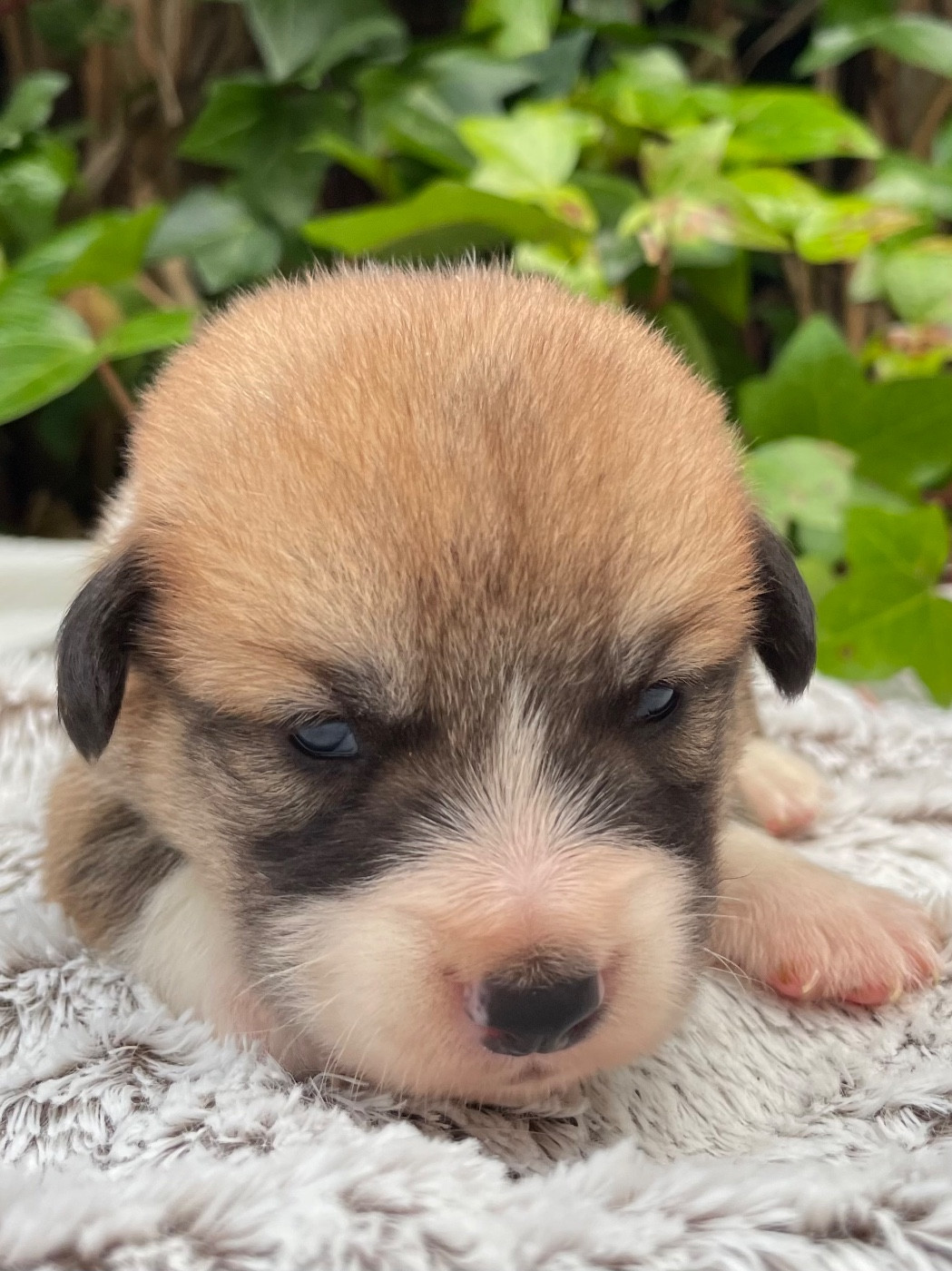De La Cour Des Iles - Chiots disponibles - Welsh Corgi Pembroke