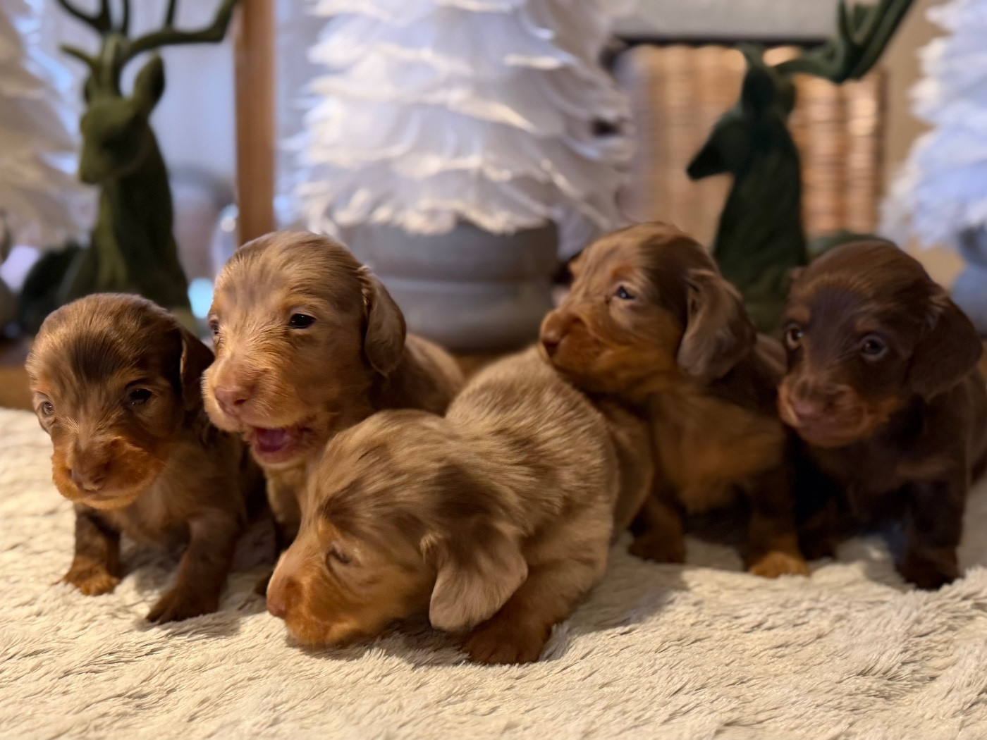 De La Cour Des Iles - Teckel poil long - Portée née le 05/12/2025