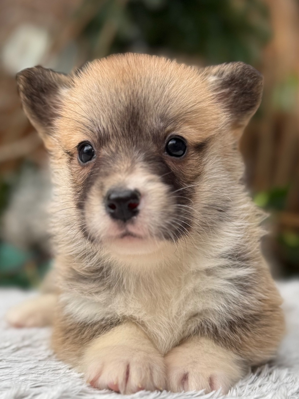 De La Cour Des Iles - Chiots disponibles - Welsh Corgi Pembroke