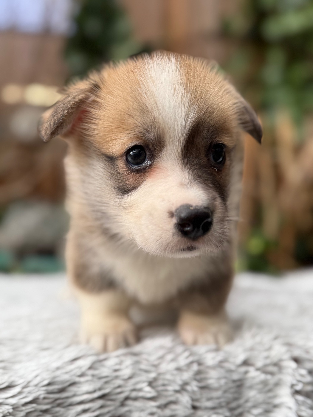 De La Cour Des Iles - Chiots disponibles - Welsh Corgi Pembroke