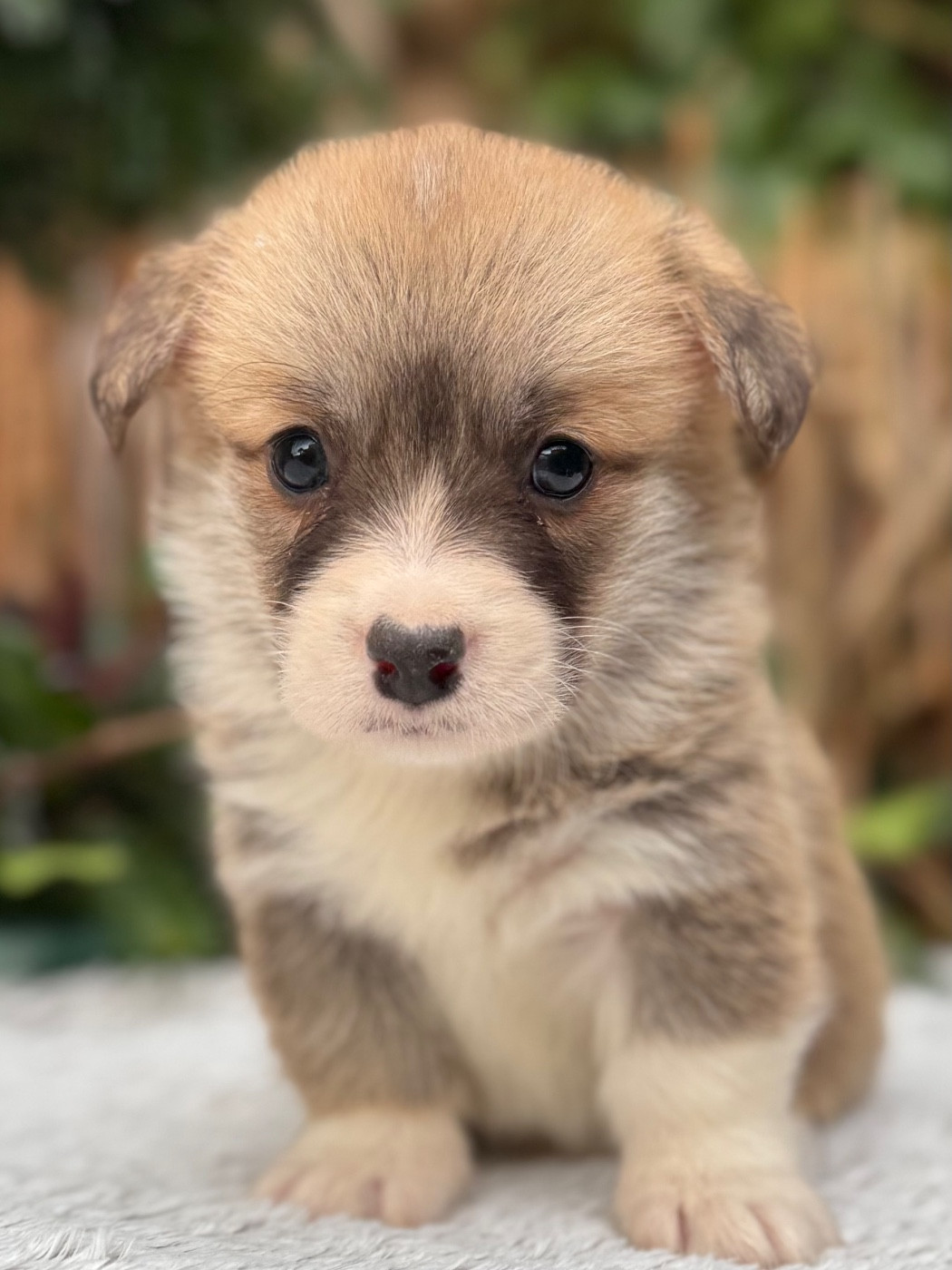 De La Cour Des Iles - Chiots disponibles - Welsh Corgi Pembroke