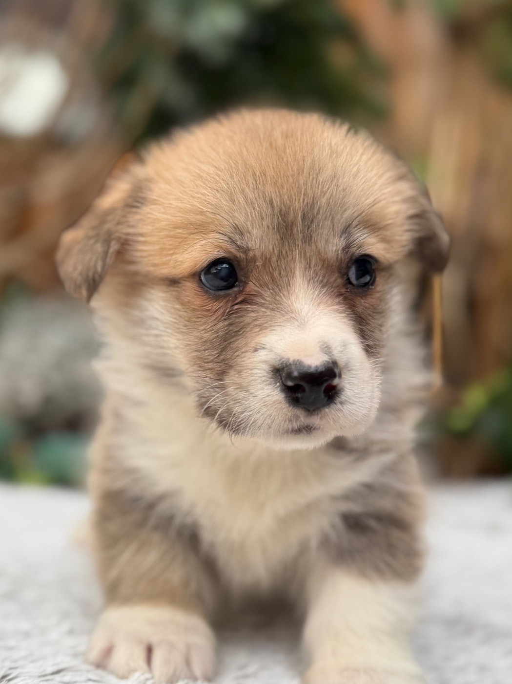 De La Cour Des Iles - Chiots disponibles - Welsh Corgi Pembroke