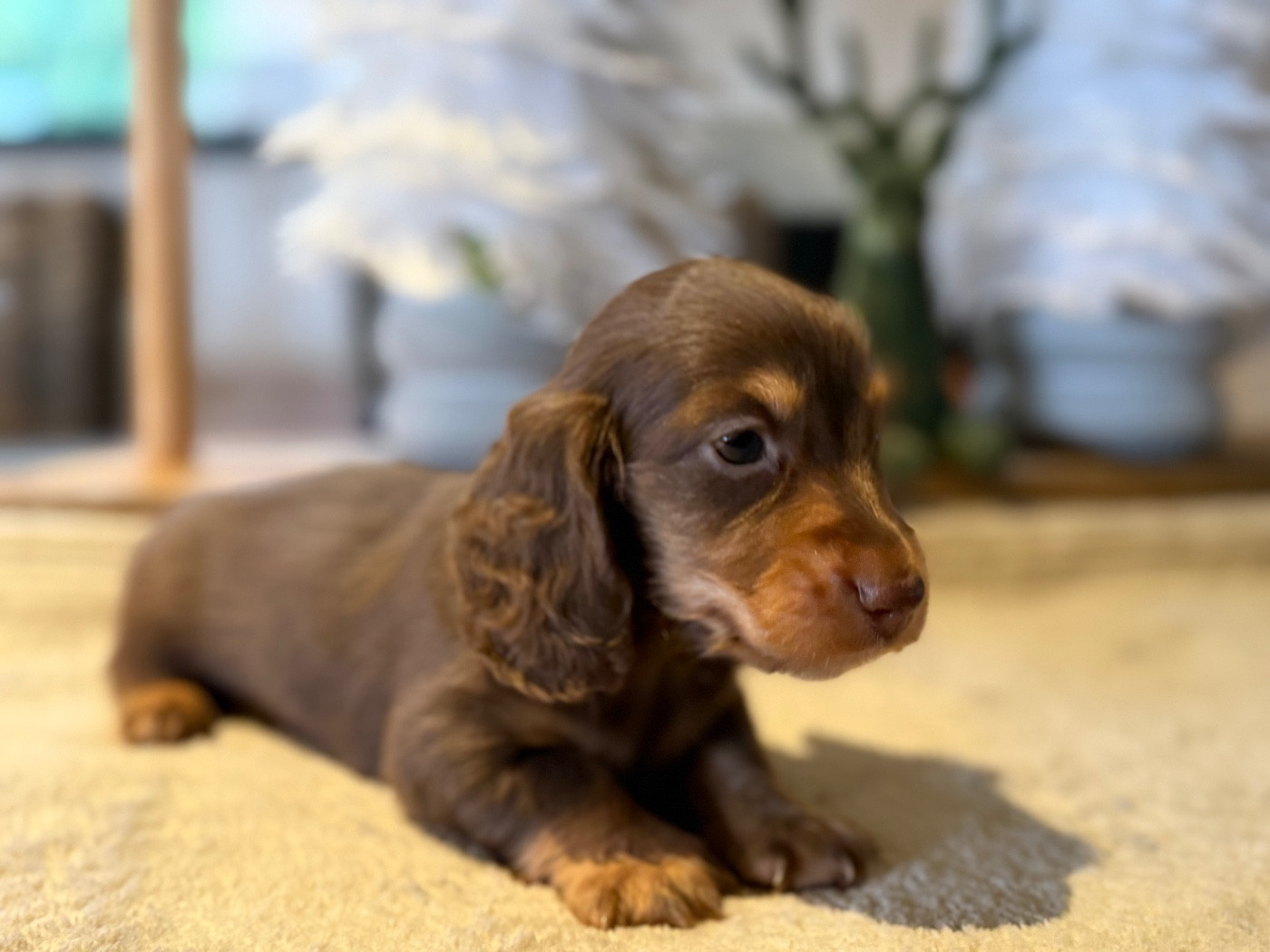 De La Cour Des Iles - Teckel poil long - Portée née le 06/12/2025