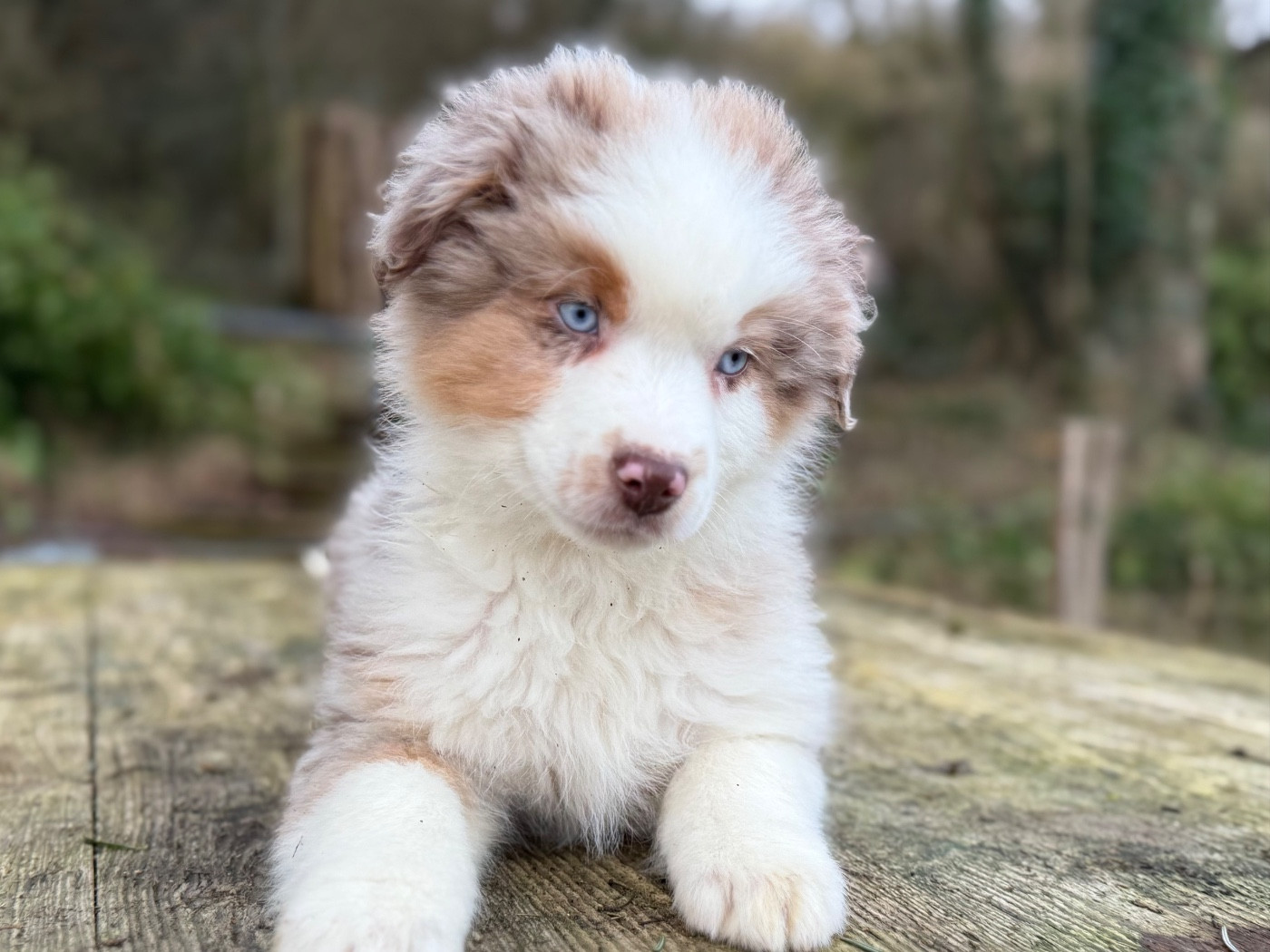 De La Cour Des Iles - Chiots disponibles - Berger Américain Miniature 