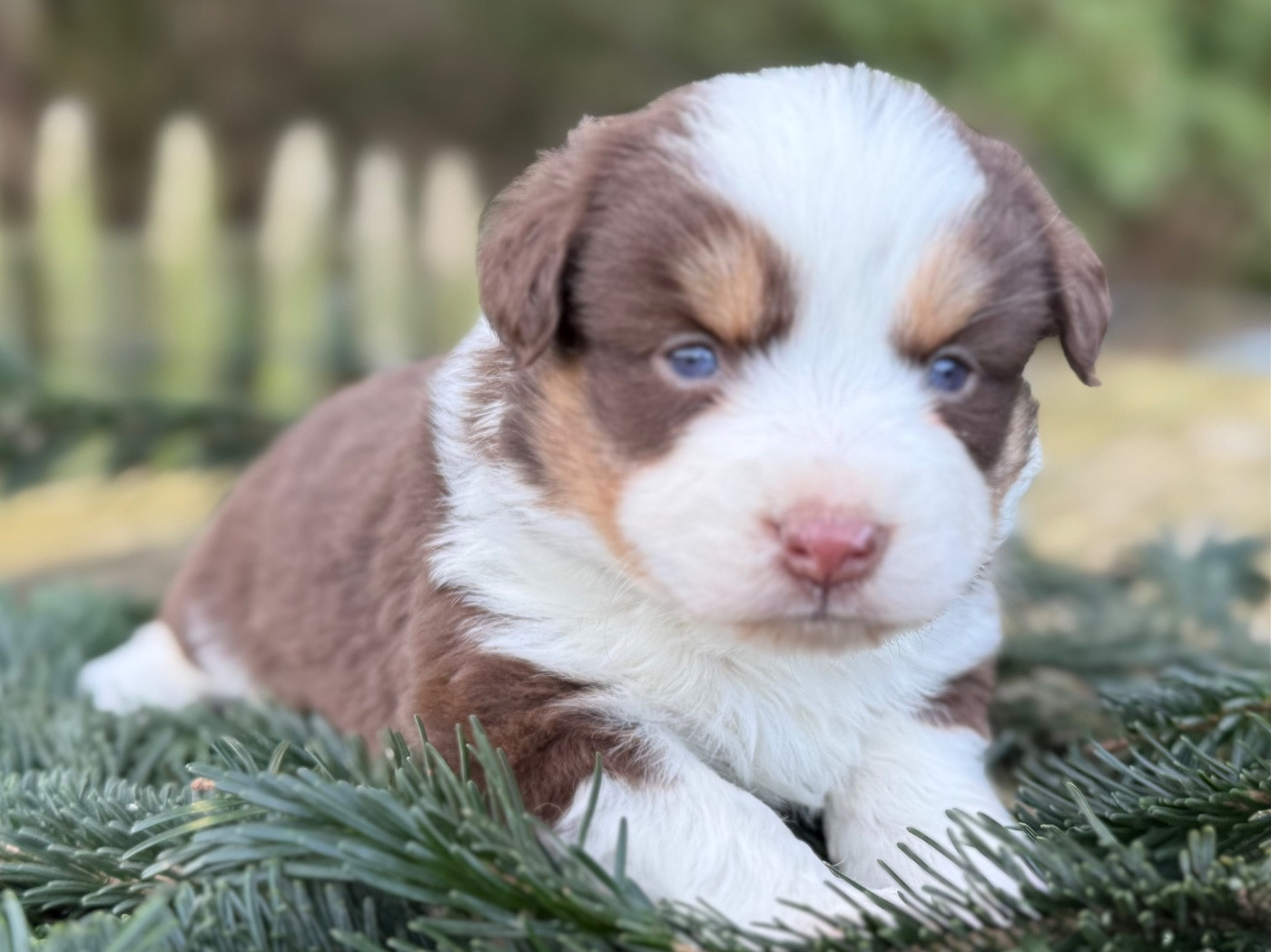 De La Cour Des Iles - Berger Américain Miniature  - Portée née le 17/12/2025