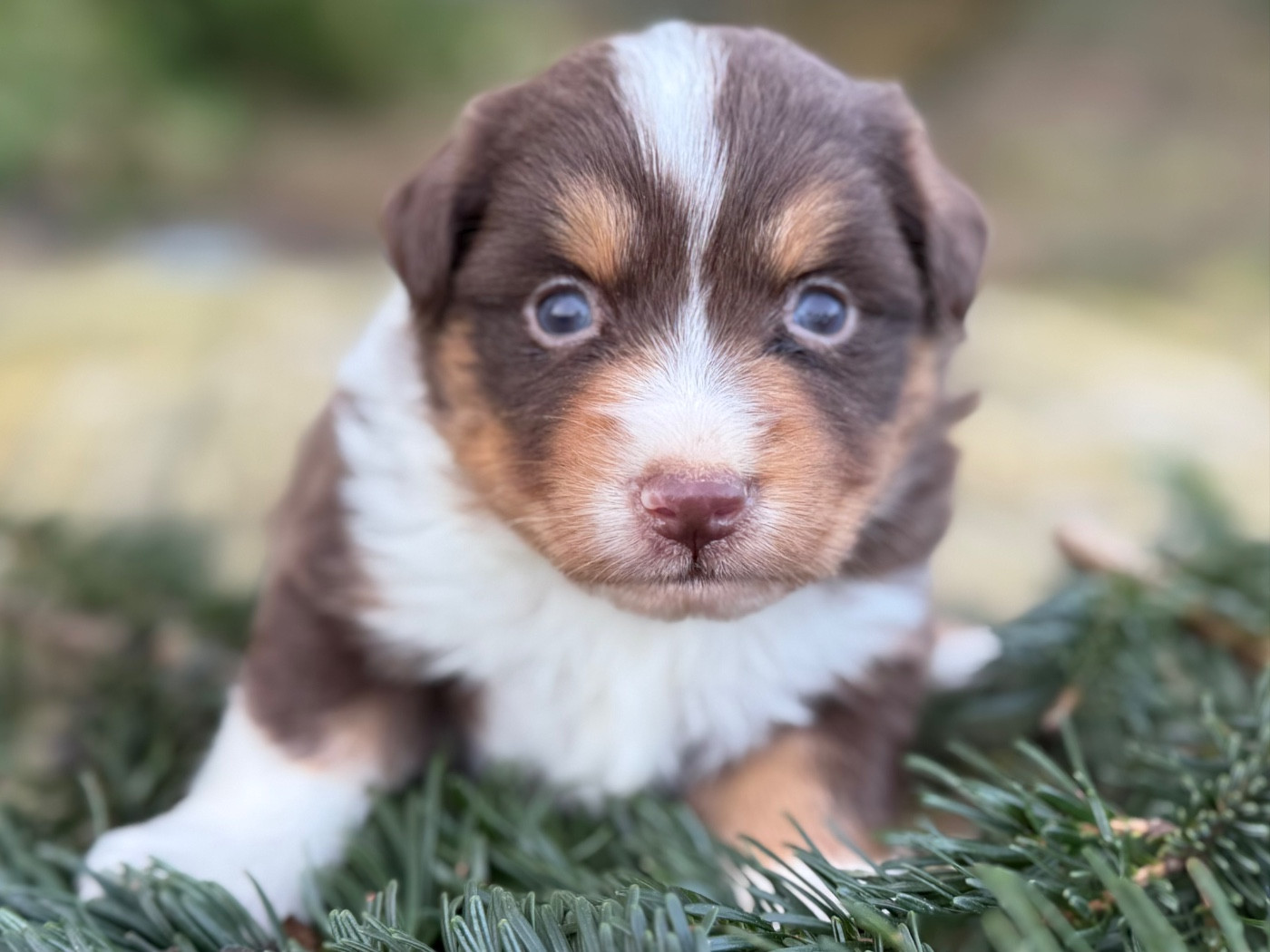 De La Cour Des Iles - Chiots disponibles - Berger Américain Miniature 