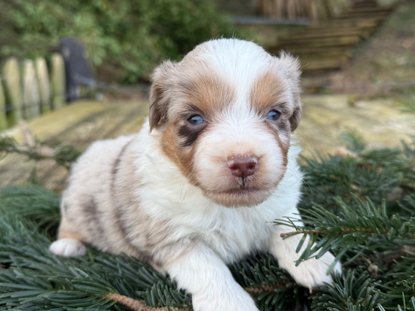 De La Cour Des Iles - Chiots disponibles - Berger Américain Miniature 