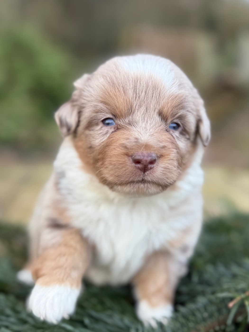 De La Cour Des Iles - Chiots disponibles - Berger Américain Miniature 