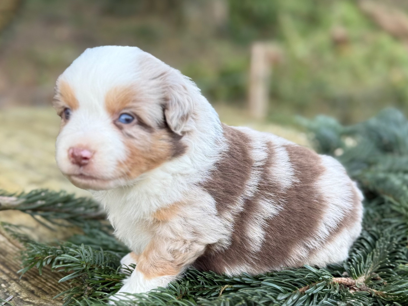 De La Cour Des Iles - Chiots disponibles - Berger Américain Miniature 