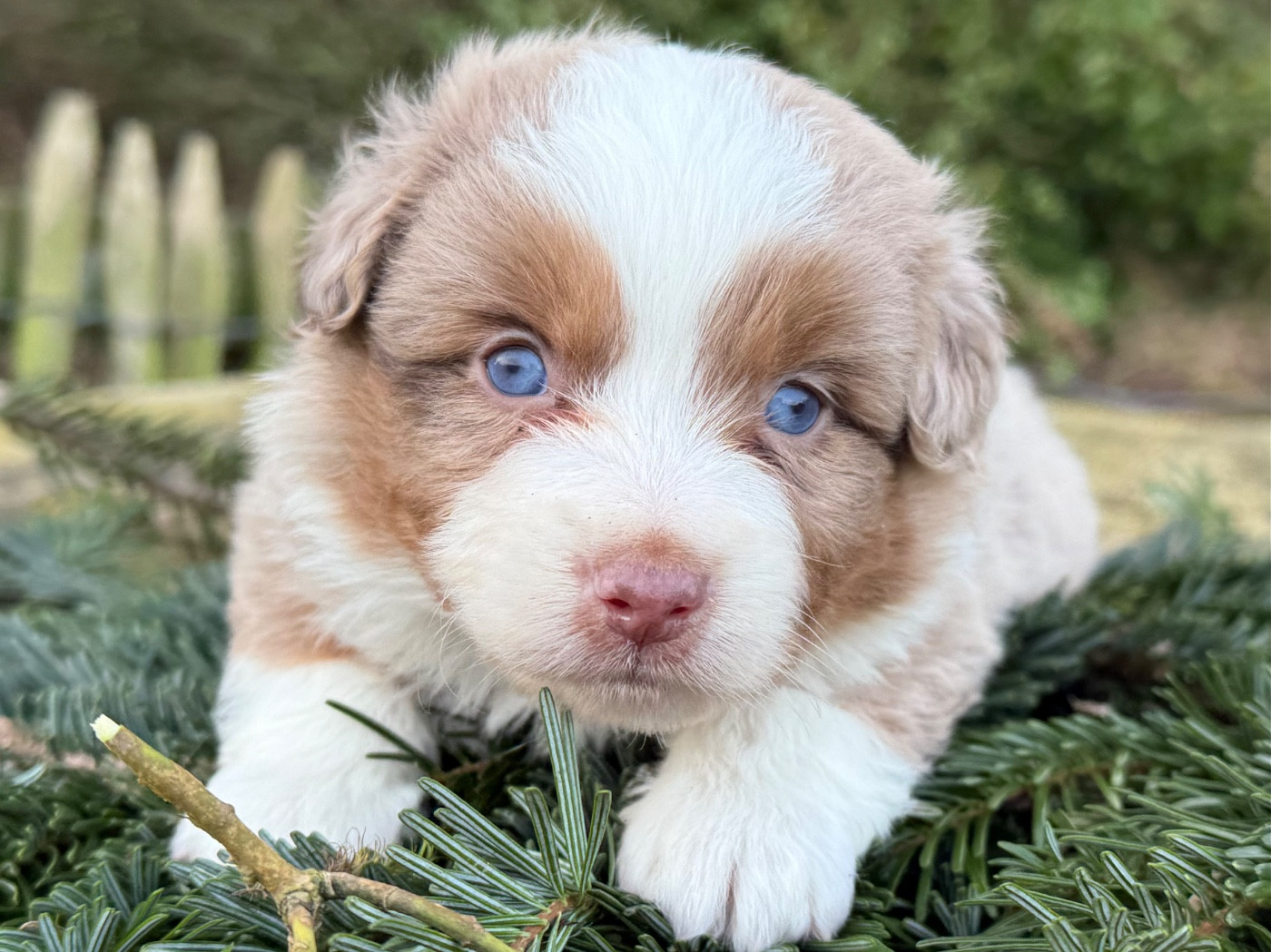 De La Cour Des Iles - Chiots disponibles - Berger Américain Miniature 