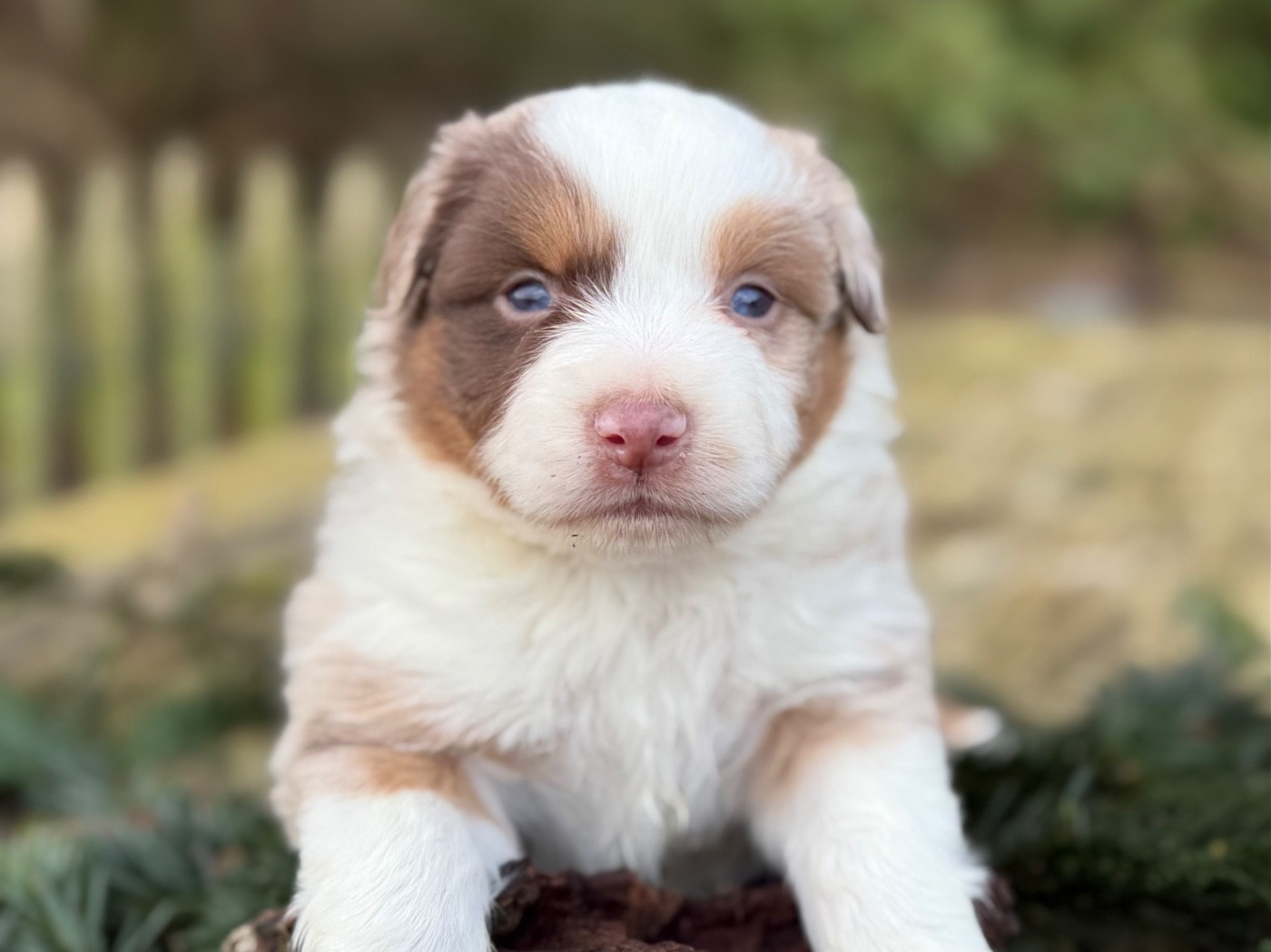 De La Cour Des Iles - Chiots disponibles - Berger Américain Miniature 