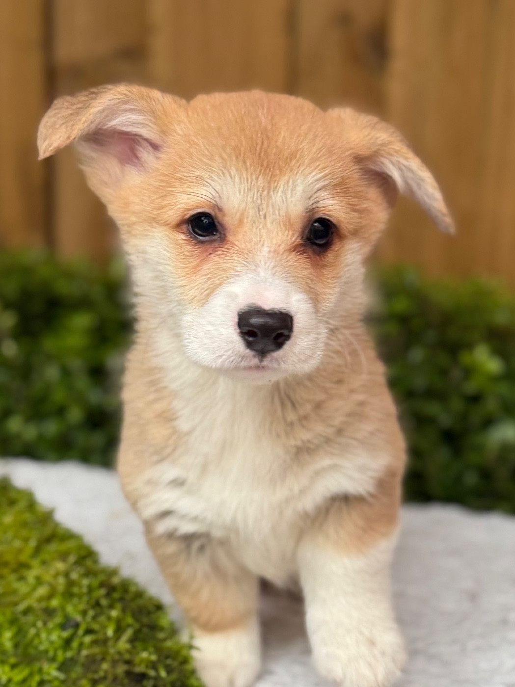De La Cour Des Iles - Chiots disponibles - Welsh Corgi Pembroke