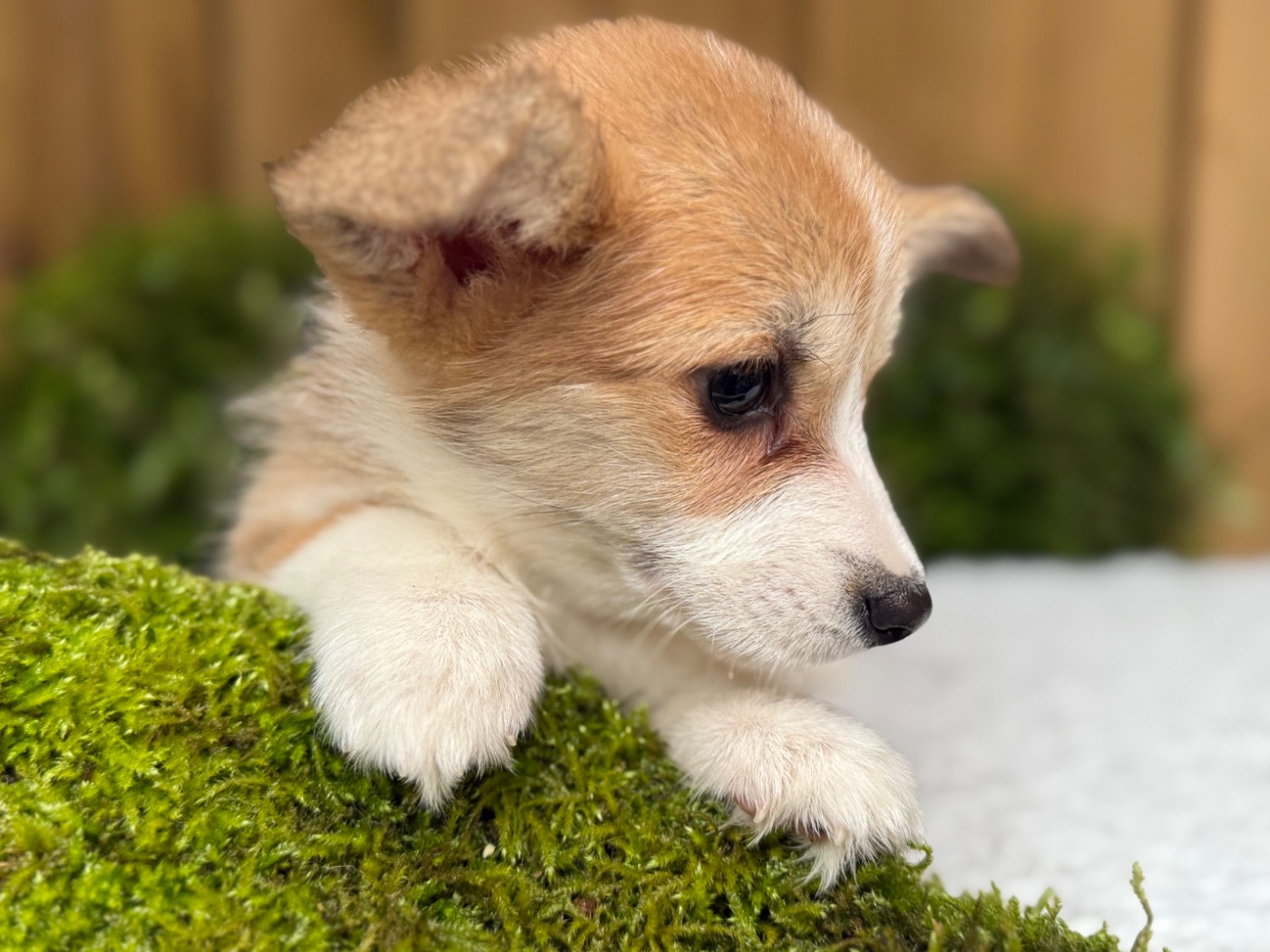 De La Cour Des Iles - Chiots disponibles - Welsh Corgi Pembroke