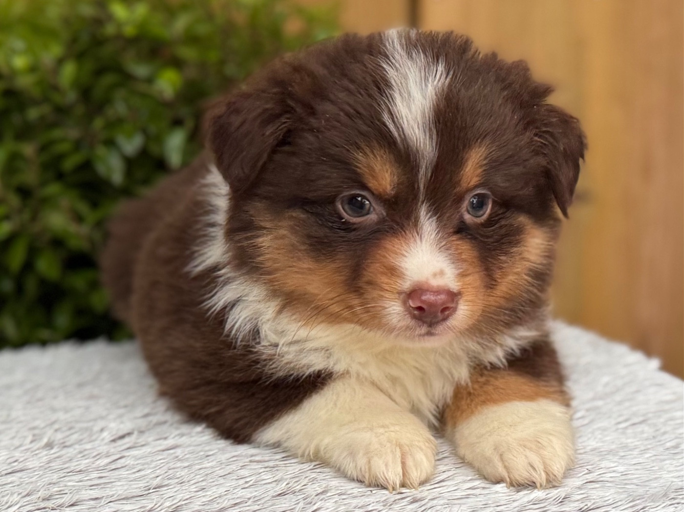 De La Cour Des Iles - Chiots disponibles - Berger Américain Miniature 