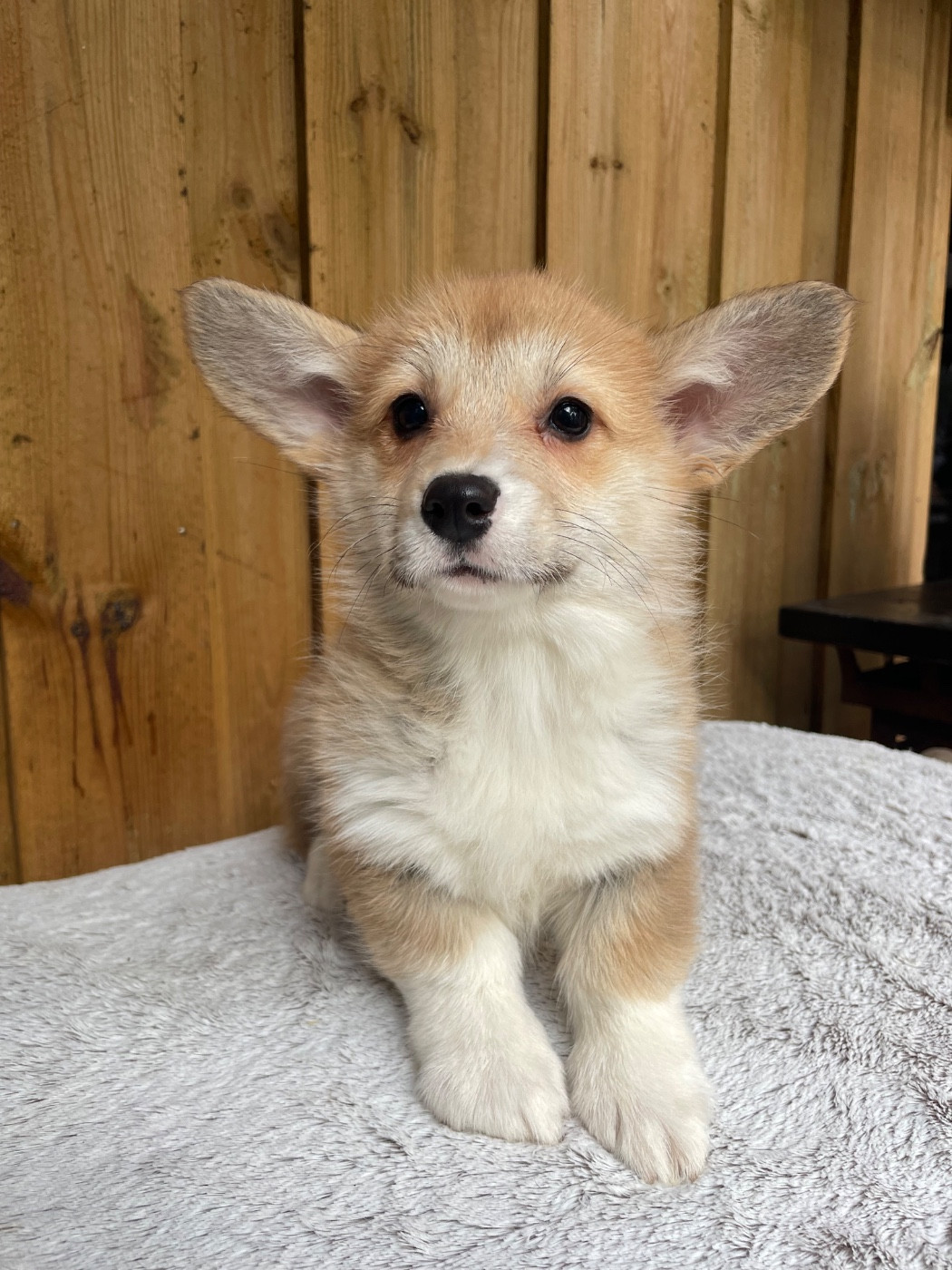 De La Cour Des Iles - Chiots disponibles - Welsh Corgi Pembroke
