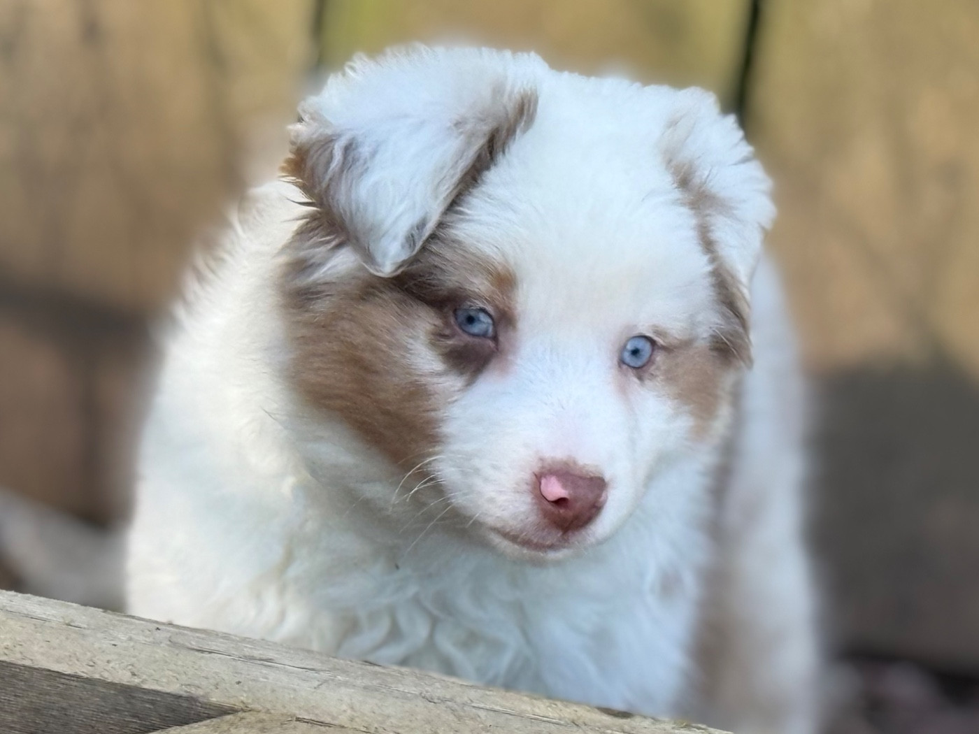 De La Cour Des Iles - Chiots disponibles - Berger Américain Miniature 