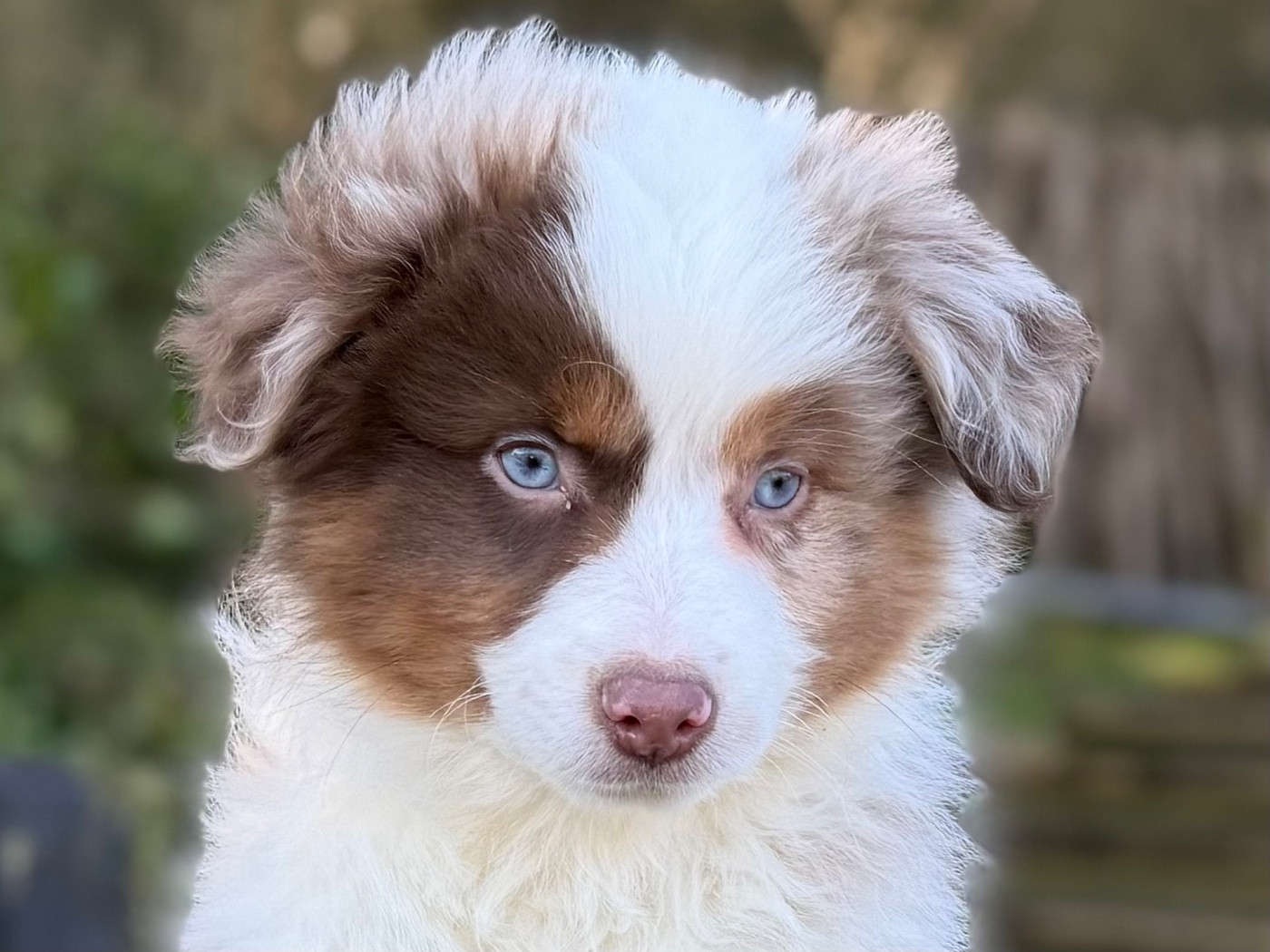 De La Cour Des Iles - Chiots disponibles - Berger Américain Miniature 