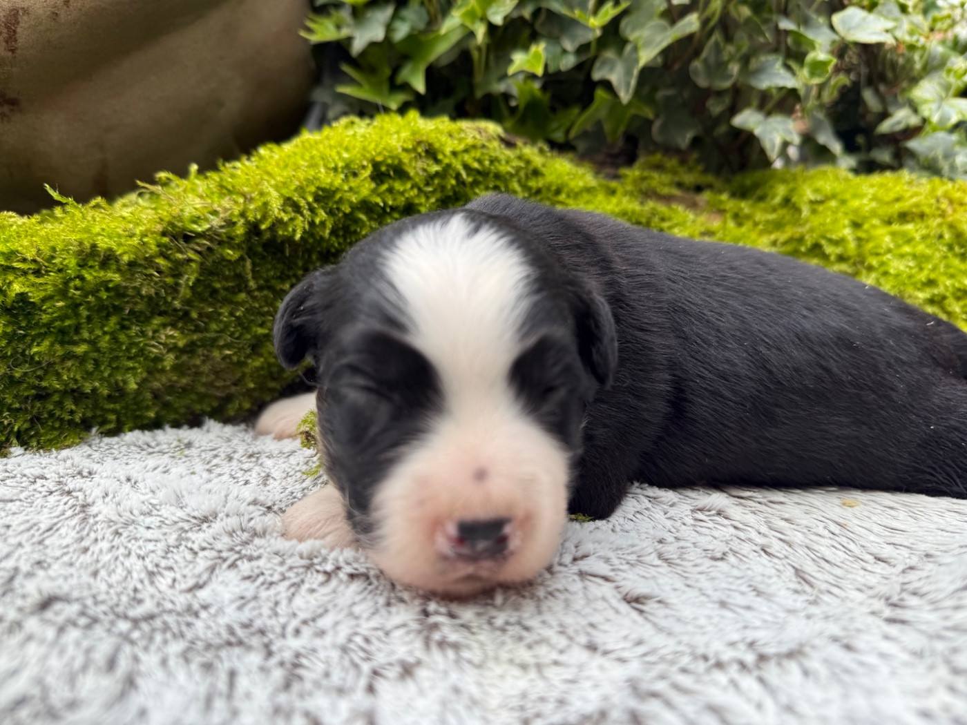 De La Cour Des Iles - Chiots disponibles - Berger Américain Miniature 