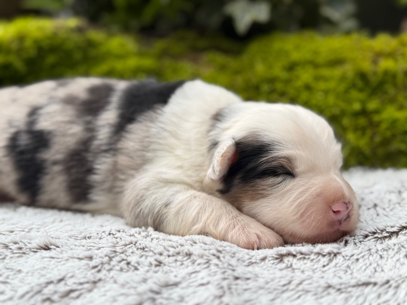 De La Cour Des Iles - Chiots disponibles - Berger Américain Miniature 