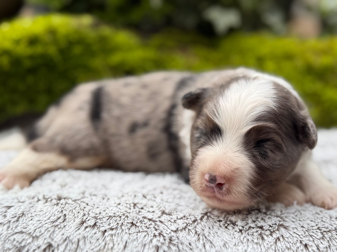 De La Cour Des Iles - Chiots disponibles - Berger Américain Miniature 